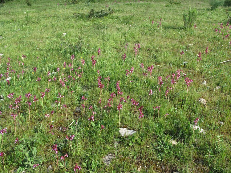 Anacamptis papilionacea
